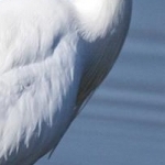 IMG_2351 Aigrette garzette